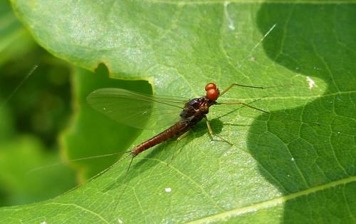 Serratella ignita